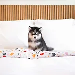 Mama Shelter